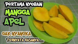 Download lagu Pertama Nyobain Mangga Apel, Ternyata Rasanya...