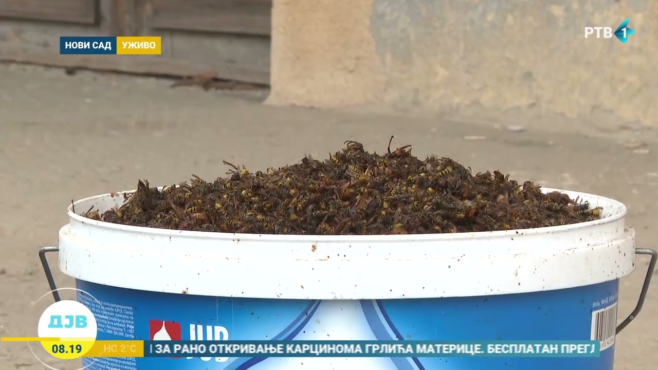 Koji su saveti za zaštitu pčela tokom zime?