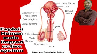 Male Reproductive System/male reproductive system Class-10 CBSE,NCERT,MAHA  BOARD|Penis| TESTIS|duct