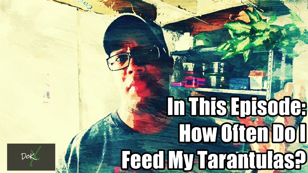 How Often Do I Feed My Tarantulas?