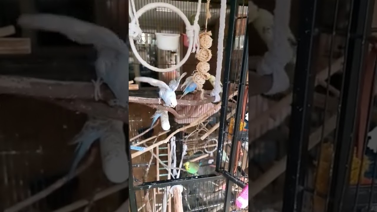 Budgies Flying In Slow Motion 