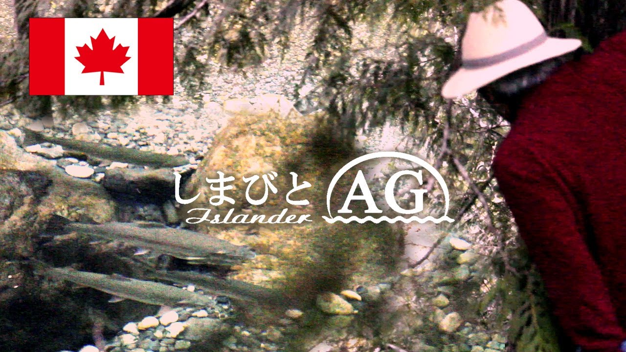 【カナダ 田舎暮らし】【フライフィッシング】【スチールヘッド】、山岳渓流でスチールヘッドのフライフィッシング フライフィッシングの5番