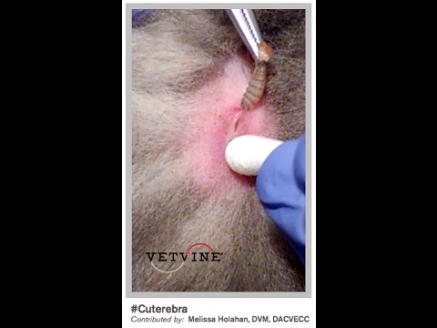 Cuterebra in a Kitten