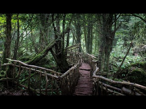 Video: Mystical And Magical Places In England. Puzzlewood - Alternative View