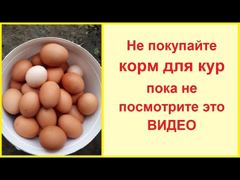 Не покупайте комбикорм для кур! Нет ничего лучше чем корм для кур своими руками!