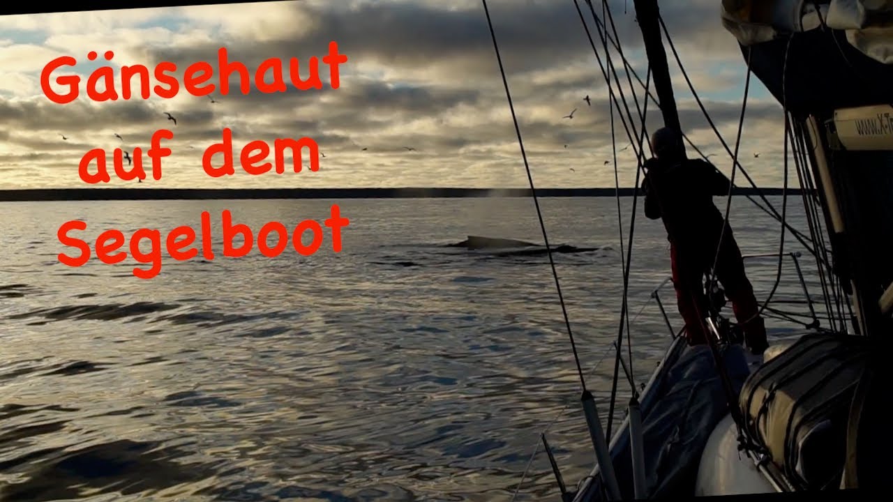 Segeln Kap Langanes 🇮🇸 - oder Gänsehaut auf dem Segelboot...#36 @XTripSailing