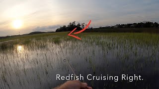 BIG REDFISH for Ultra Light tackle -- Flood Tide Fishing -- South Carolina -- Marsh Walking