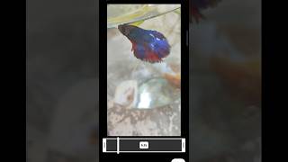 ✨ Cinematic Underwater Edit✨ #AIVideo #FishVideo #AIAnimation #AIFish #YouTubeShot #Shorts #Trending