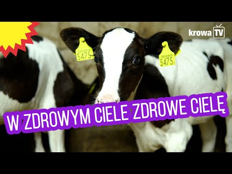 Wideo: Co to jest siara krowa?