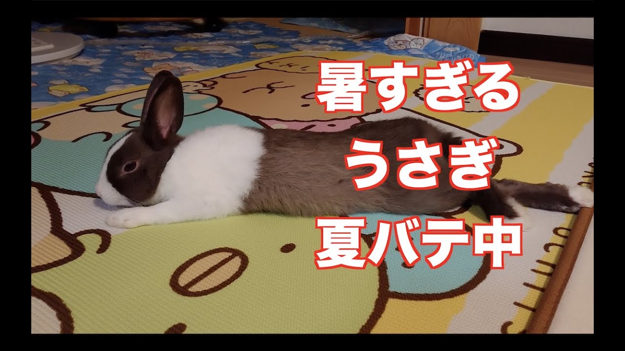 うさぎ 夏バテ おやすみ動画 ネザーランドドワーフ Youtube