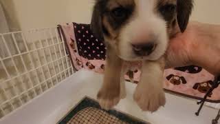 Buddy & Adele pups 3 weeks today by Cindy Williams 540 views 3 months ago 1 minute, 39 seconds