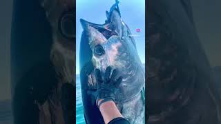 Giant Bluefin Tuna #fishing & #hunting #maine #tokyo #japan #sushi #fishing #bluefintuna #tuna #fish