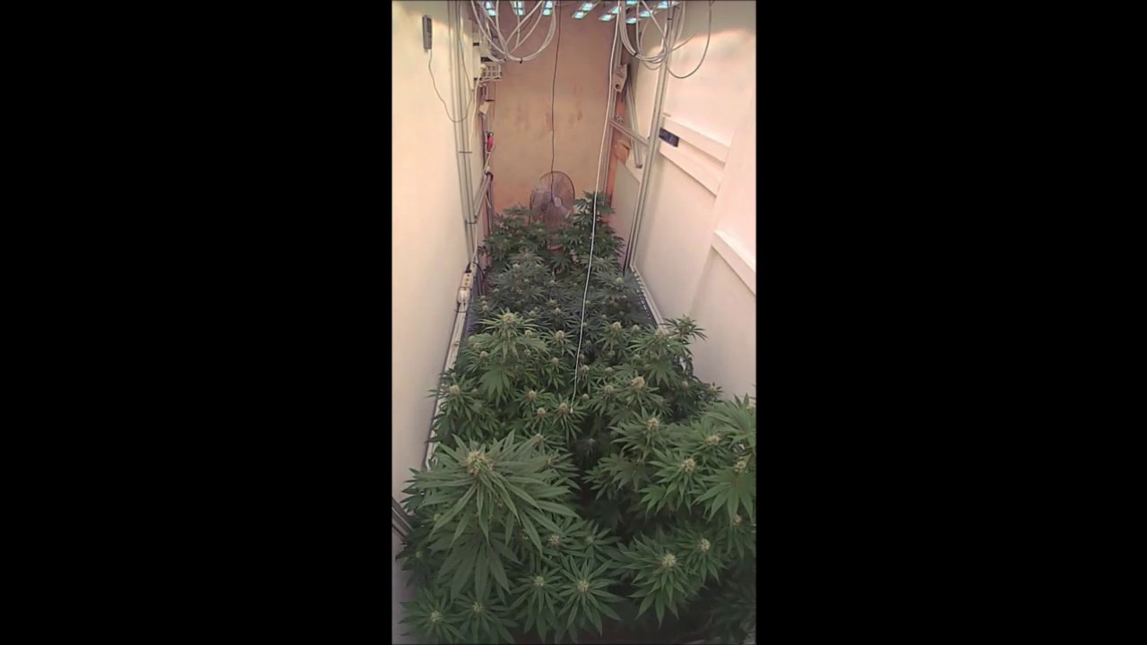 3rd LED grow with SanLight S4W
