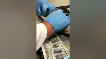 Cat dissection part 3