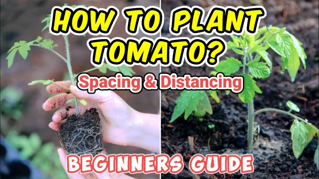 Paano MAGTANIM NG KAMATIS? (spacing and distancing) by Josh karelatives Tv