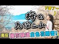 免門票！梅花秘境～滿山梅花盛開大綻放～整個山頭都變雪白色的美景！風吹雪～ ｜南投旅遊