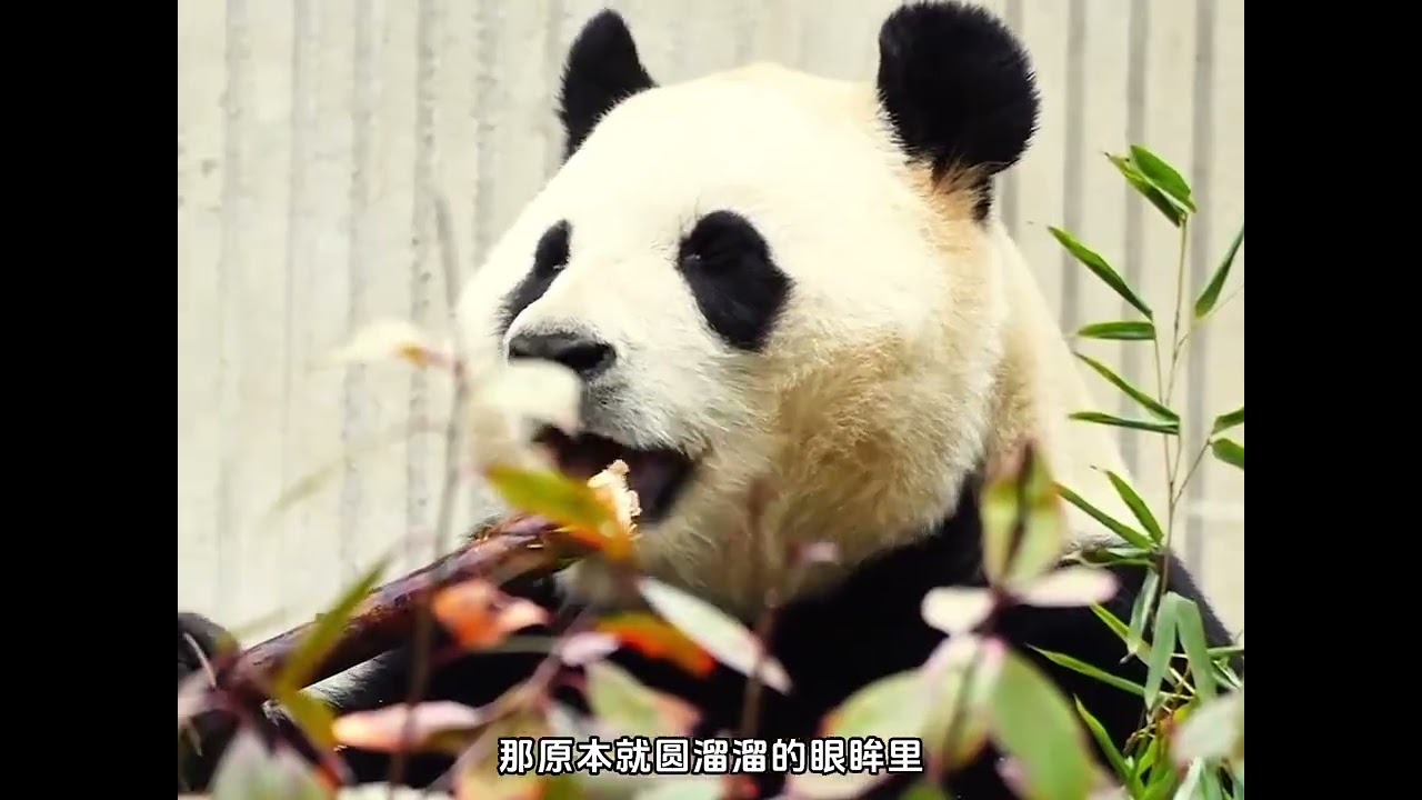 徐奶爸回归，福宝开心，奶爸宠溺喊福宝