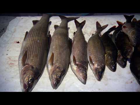 Ловля хищника в Сегозере \ Ни хвоста, ни чешуи. Сезон 1.