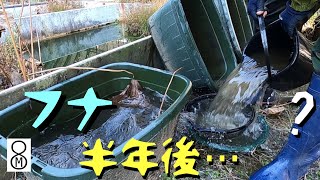 フナを卵から育てて半年後、タライから取り出してみると…?