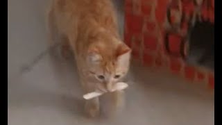 Female ginger kitten plays fetch