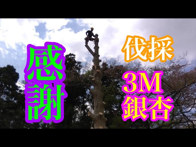 幹周3メーターの銀杏の伐採。#伐採 #造園 - YouTube