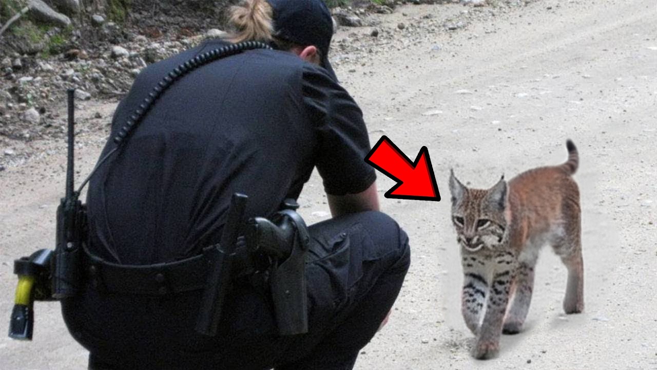 Baby Bobcat Begged for Help, Then Officer Realized the Reason and was Shocked