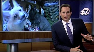 ABC 7 Sarasota News - Pet Red Foxes