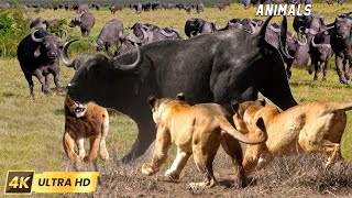 4K African Wildlife - Great Migration from Tanzania to Kenya of African animals with Relaxing Sounds