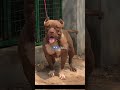 Ref:XxSAja4kfEc American bully female at pmz kennel
