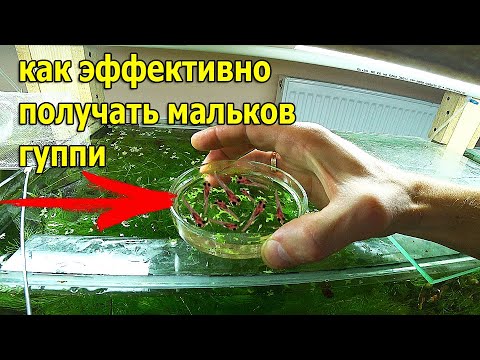 Видео: Как выбрать своих первых гуппи