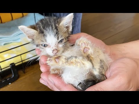 ガリガリに痩せ細った子猫を保護