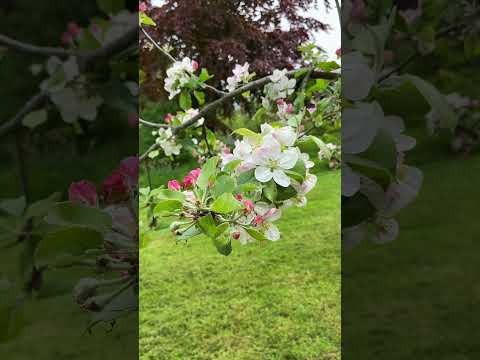 Wideo: Kwiat jabłoni: opis i walka z nim. Przetwory z chrząszcza jabłoniowego