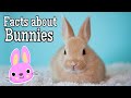 Facts about Bunnies for Kids