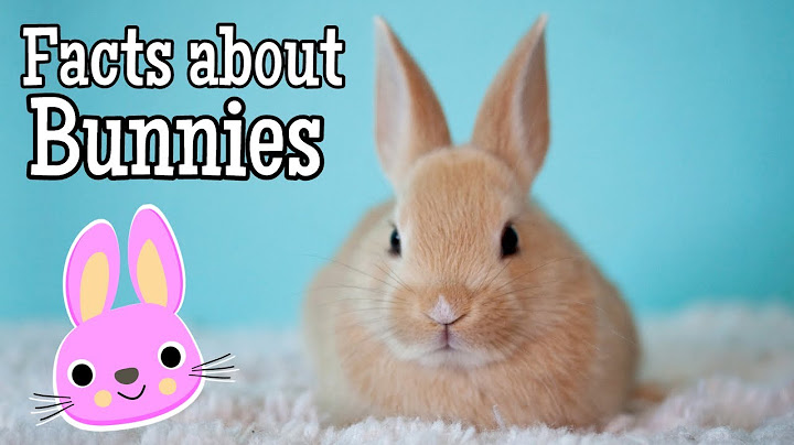 Facts about Bunnies for Kids