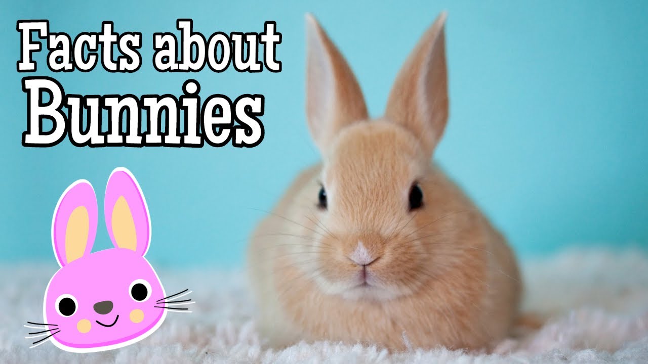 Английский кролики 2 2. Facts about Bunnies. Facts about Rabbits. Fun facts about Rabbits. About Rabbit for Kids.