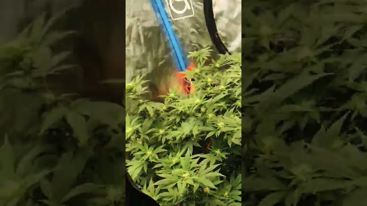 seeds purple punch 💜🍇indoor 80x80 cultivarg ARG🍷👽🇦🇷