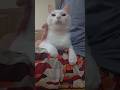 今のシロ。 #猫のいる暮らし #猫 #保護猫