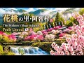 This Hidden Village in Japan Feels Unreal 🇯🇵🌸 | 花桃の里・阿智村 | Nagano Cinematic Travel