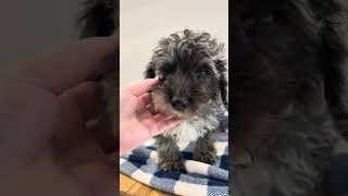 Such a handsome fella! #schnoodle #cute #stunning #puppies