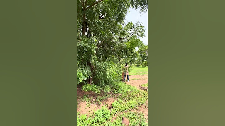Neem Tree