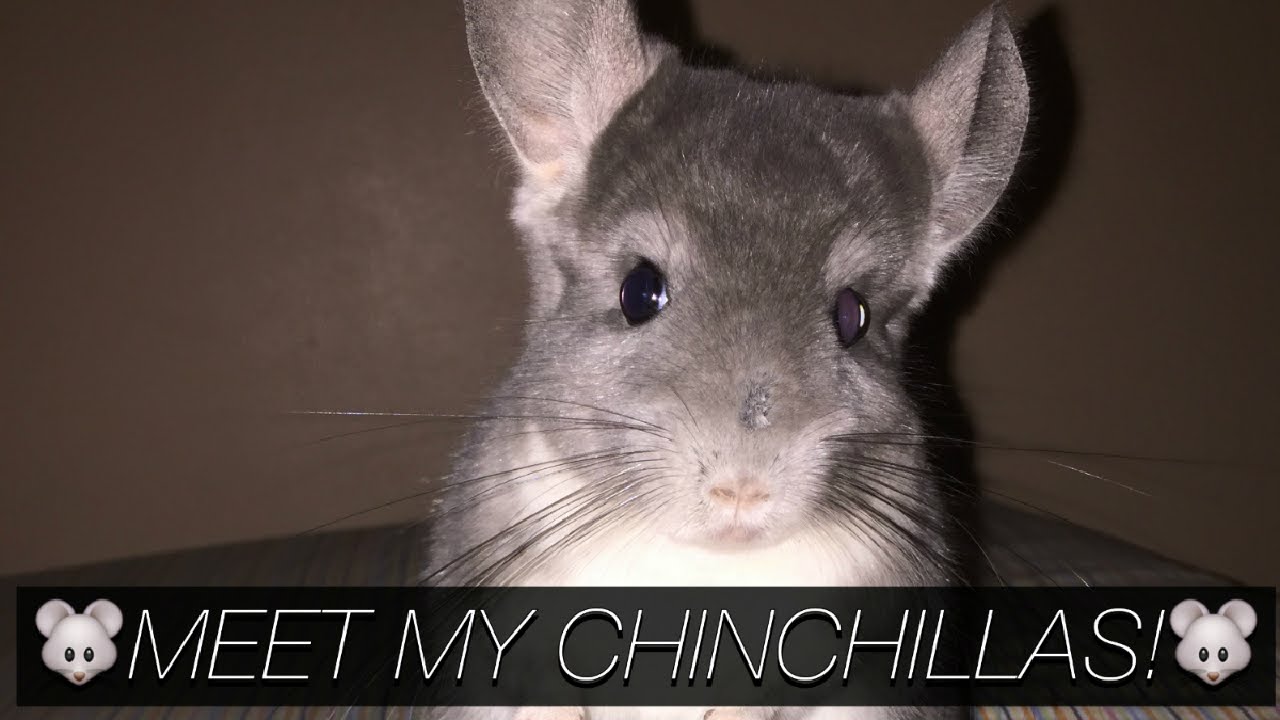 MEET MY CHINCHILLAS !! YouTube
