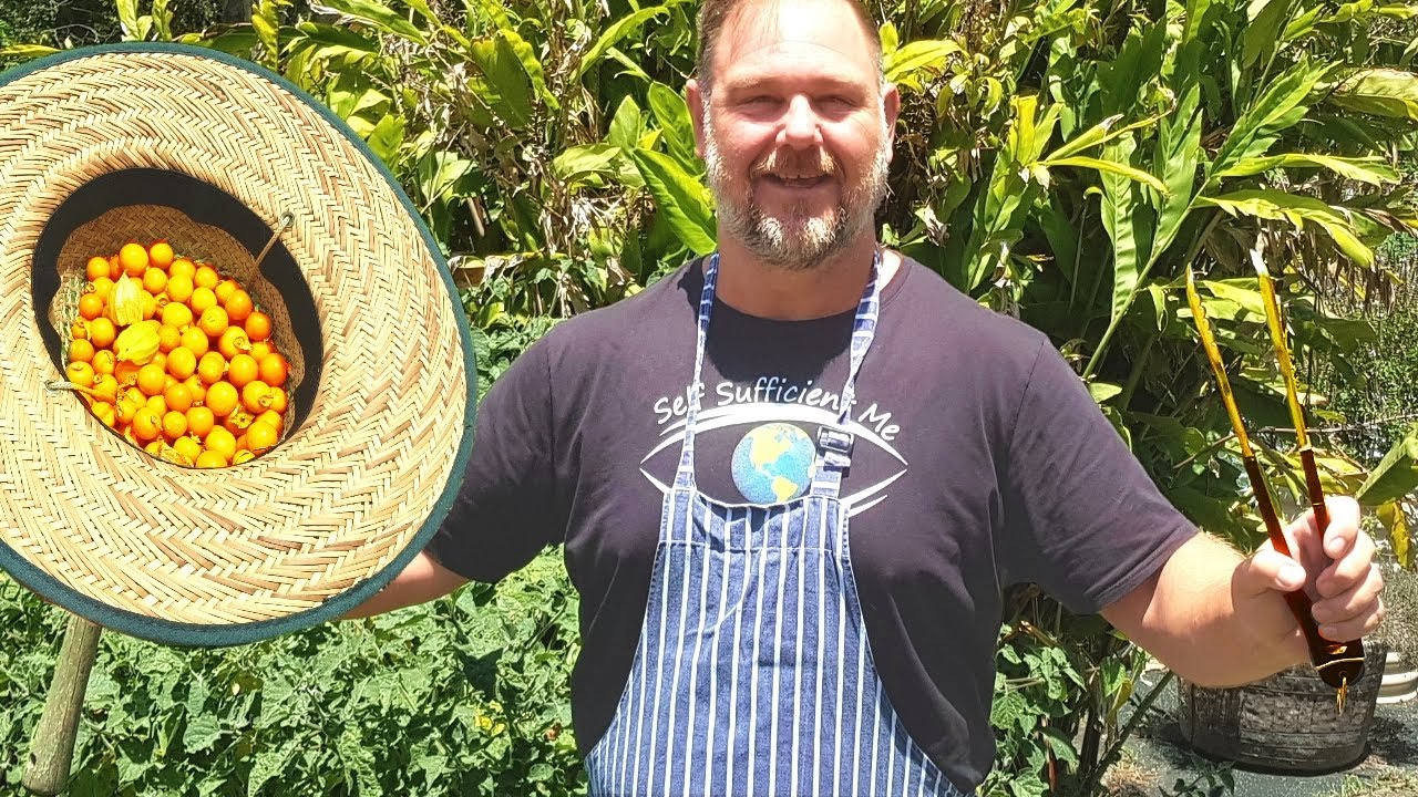 Cape Gooseberry Chicken Drumsticks GROW AND COOK Recipe - YouTube