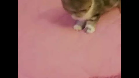 Video 2056051: kitty munchkin cute, munchkin boy