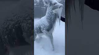 Frozen Solid! Rescuing a Wild Deer Trapped in ice