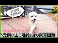 【人間大好き、犬大嫌い】 3歳保護犬ココアを紹介します!