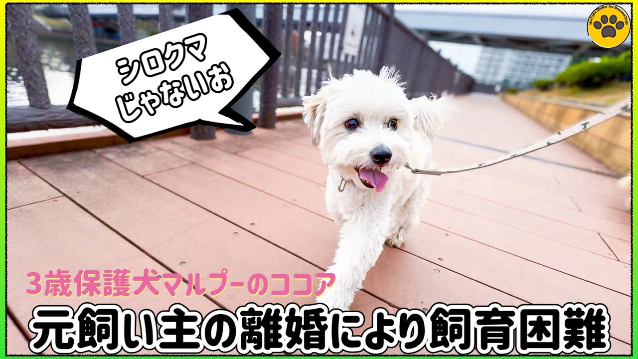 【人間大好き、犬大嫌い】 3歳保護犬ココアを紹介します!