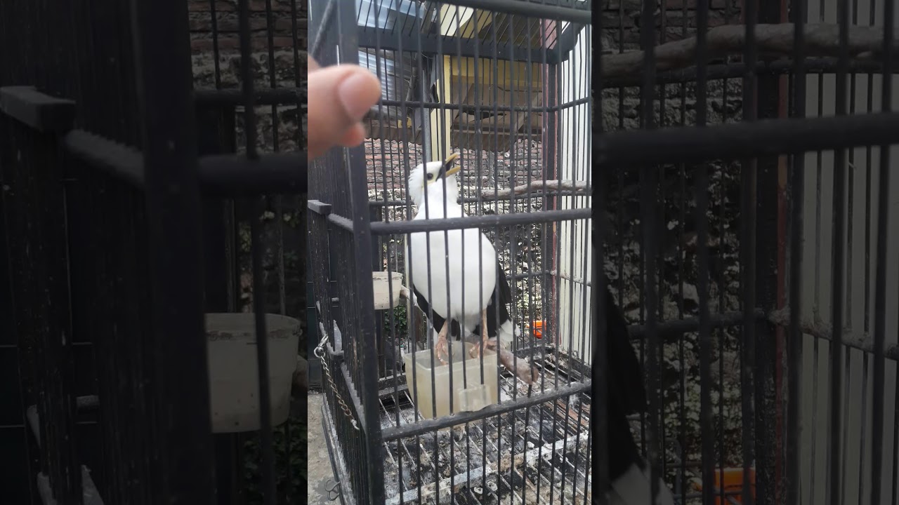 burung jalak 