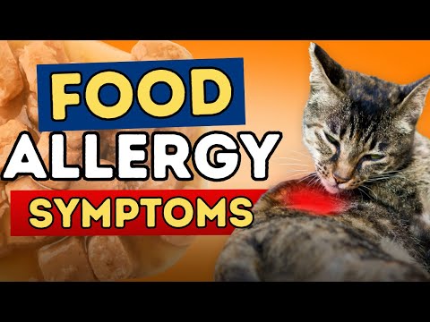 Is Your Pet Sick Hidden Food Allergies in Dogs and Cats