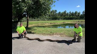 Celebrity VIDEO: Massive snake is 2nd largest caught in Florida Net Worth