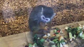 Blackpool Zoo - Squirrel Monkeys Feeding 02